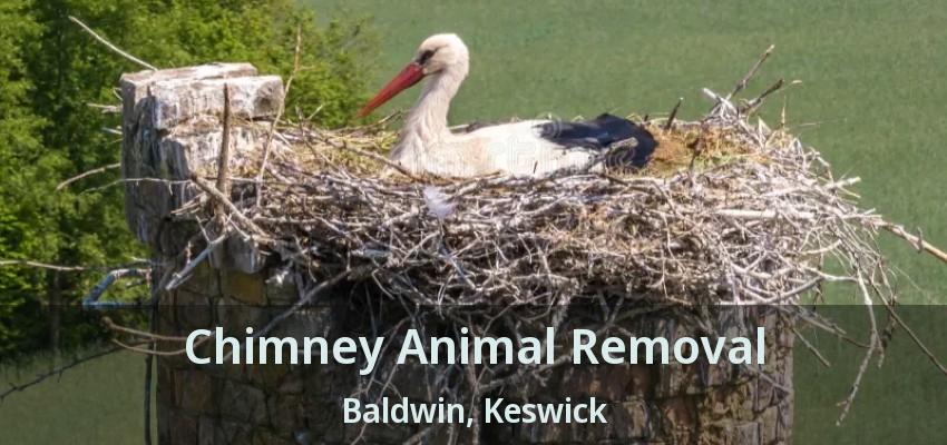 Chimney Animal Removal Baldwin, Keswick - ON