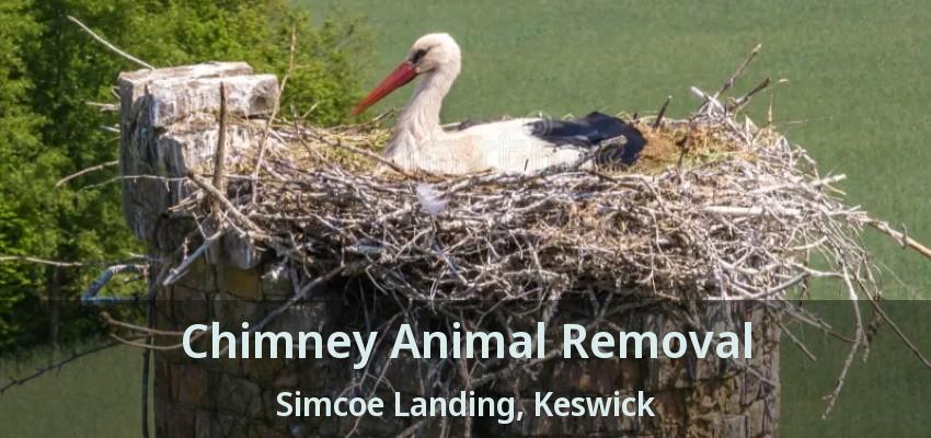 Chimney Animal Removal Simcoe Landing, Keswick - ON