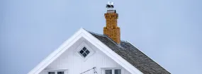 Chimney Nest Removal Baldwin, Keswick